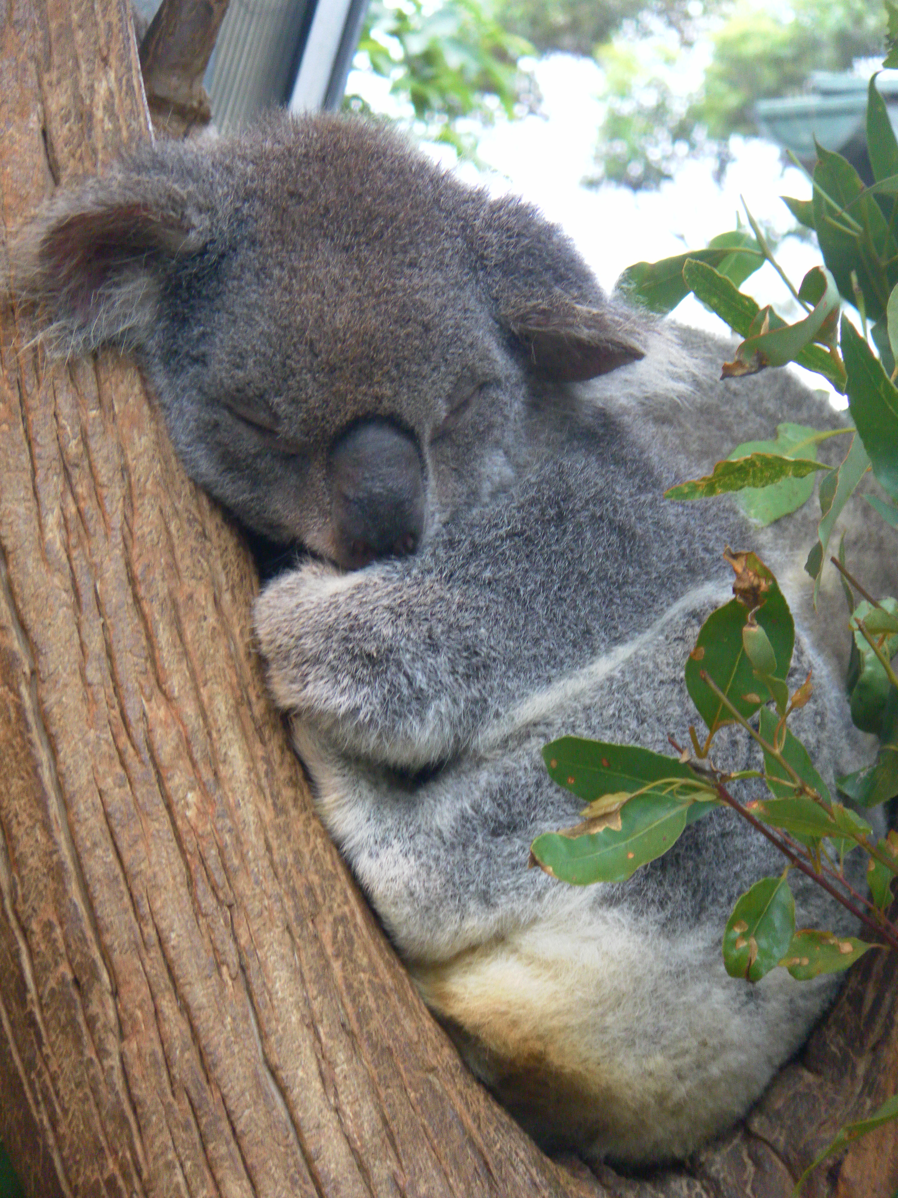 Коала дома. Тигровая коала. Коала и енот. Коала спячка. Стая коал.